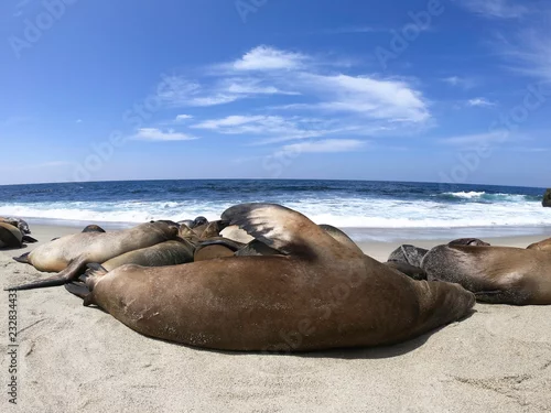 Obraz foki i lwy morskie