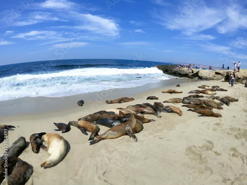 Obraz foki i lwy morskie