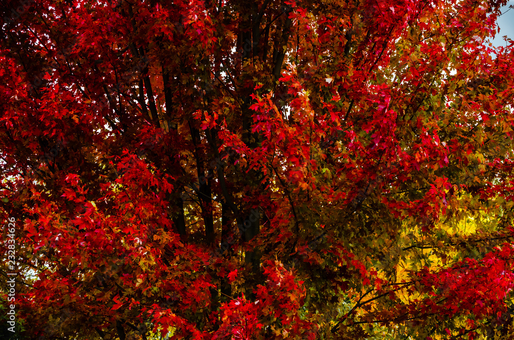 Close-up of a brilliant red maple tree