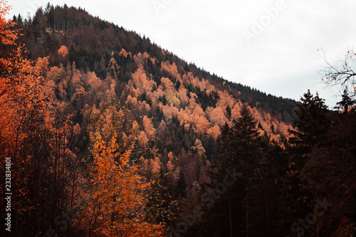 Fall colorful trees in the German mountains. Okertal, Oker gorge, Oker National Park Harz, Harz Mountains, Germany
