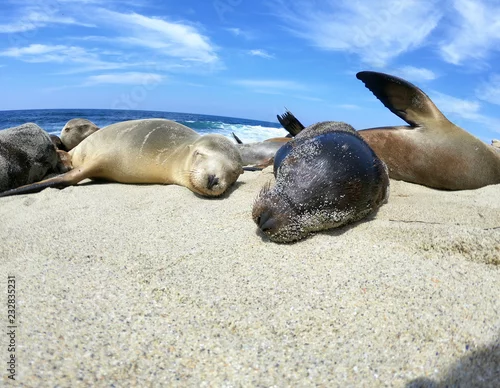 Obraz foki i lwy morskie