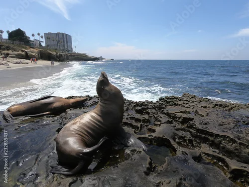 Obraz foki i lwy morskie