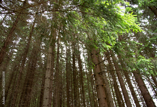 Carpathian pine forest. Green Reserve.