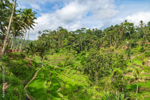 Tegallalang Rice Terraces in Ubud is famous for its beautiful scenes of rice paddies involving the traditional Balinese cooperative irrigation system. Ubud, Bali, Indonesia. © umike_foto