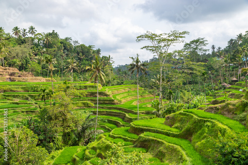 Tegallalang Rice Terraces in Ubud is famous for its beautiful scenes of rice paddies involving the traditional Balinese cooperative irrigation system. Ubud, Bali, Indonesia.