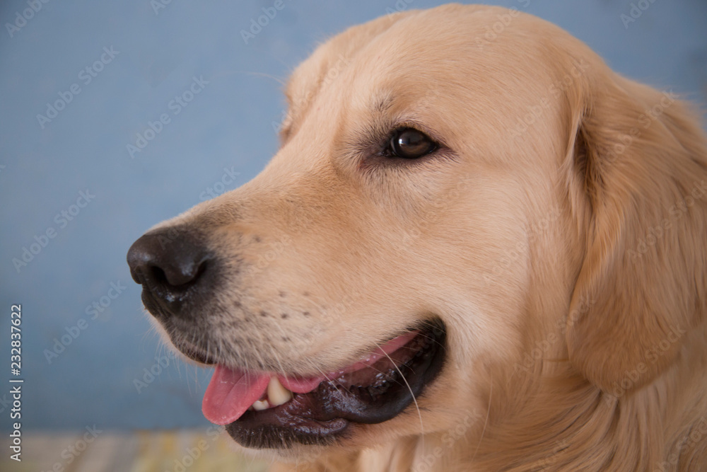 Portrait of a cheerful dog