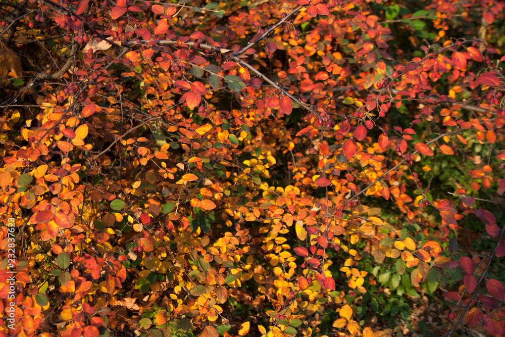 Bush branches with bright orange, yellow and red leaves and small berries in park on autumn day Bush branches with bright orange, yellow and red leaves and small berries in park on autumn day