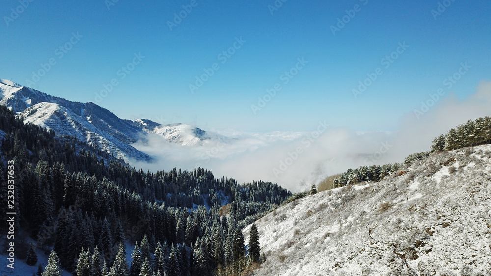 Above the clouds in the snowy mountains. Growing green spruce. Ate covered with snow. Clouds below us. Shooting with the drone. Blue skies. The snowy tops of the peaks. Great cloud. Mountain gorge.