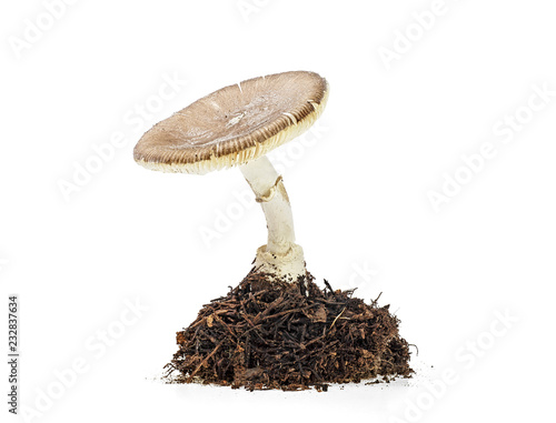 Mushroom with undergrowth isolated on white background. Amanita regalis.