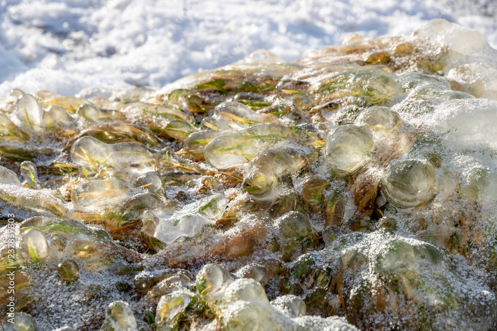 icy green grass on the lake shore icy green grass on the lake shore
