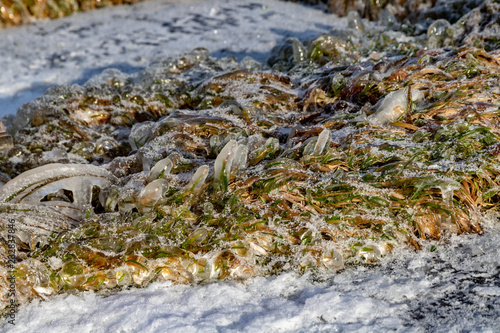 icy green grass on the lake shore