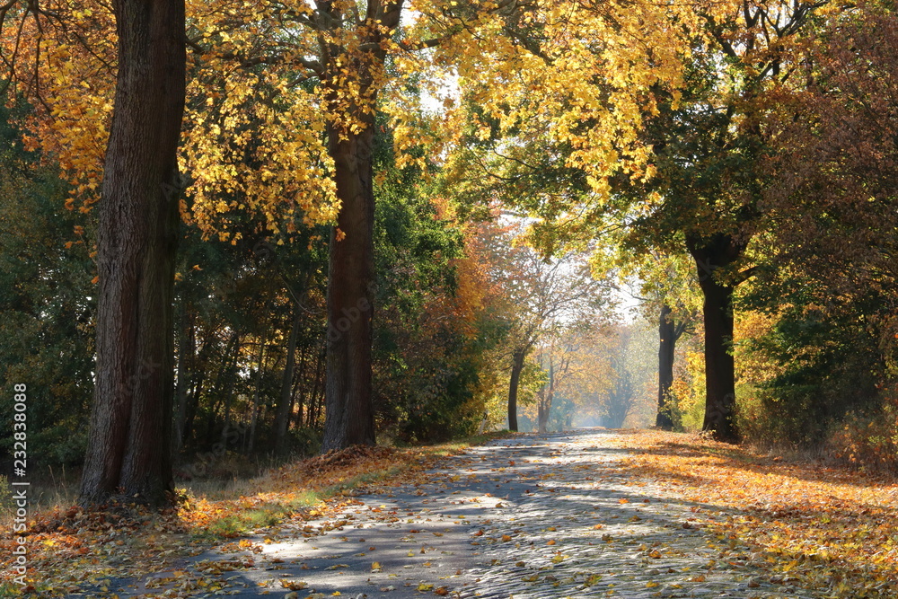 Landstraße mit Kopfsteinpflaster im Herbst