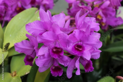 BRIGHT PINK ORCHIDS