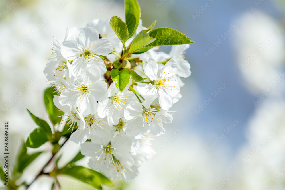 Spring background art with white cherry blossom