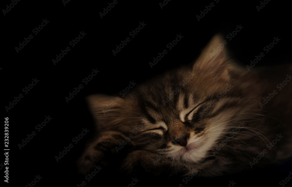 tabby small kitten sleeps close-up. close-up of muzzle cat's. striped cute kitty sleeping in the dark. dark background