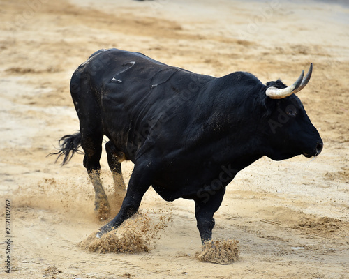 black bull in spain