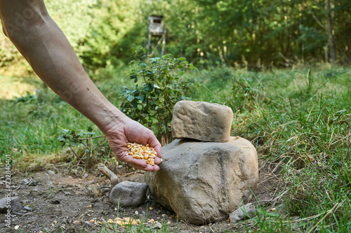 Kirrung für Schwarzwild