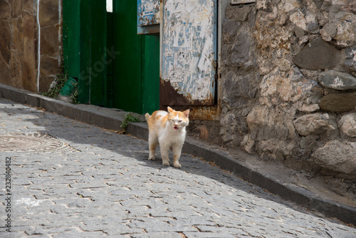 Stray cat on the road on the street of Gurzuf