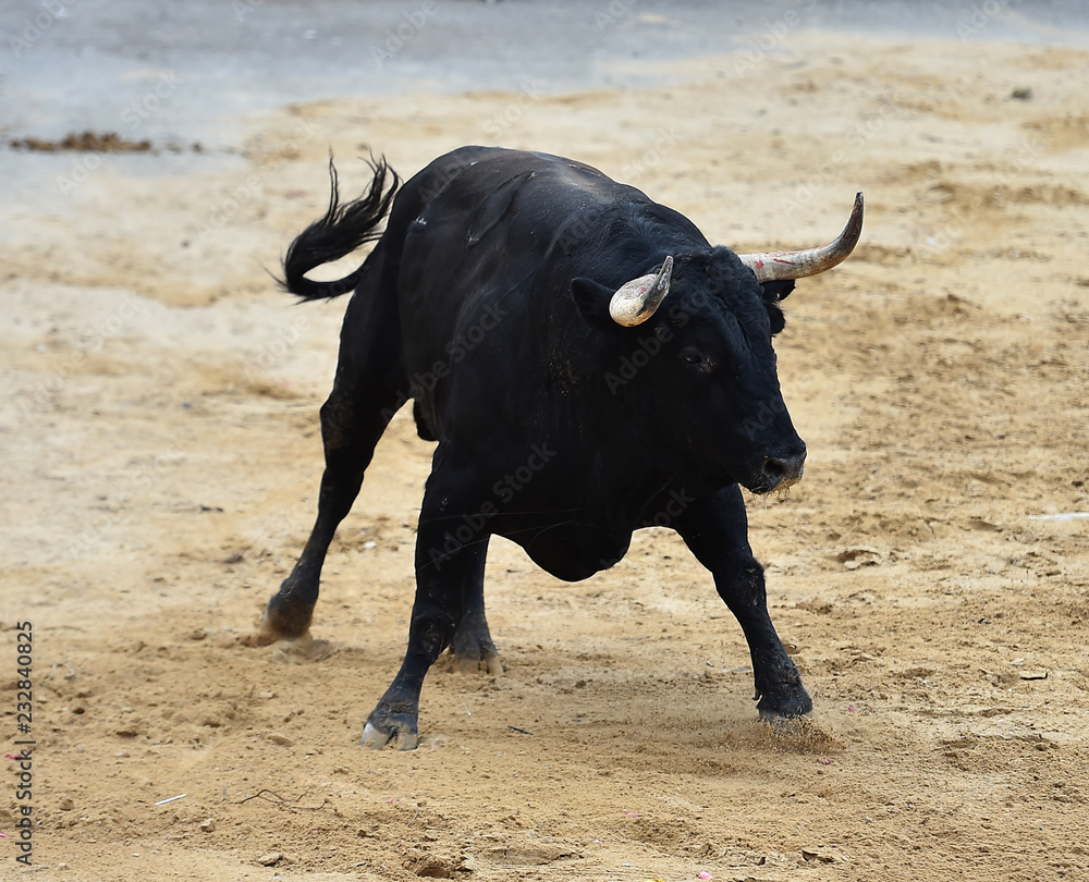 toro peligroso en españa toro peligroso en españa