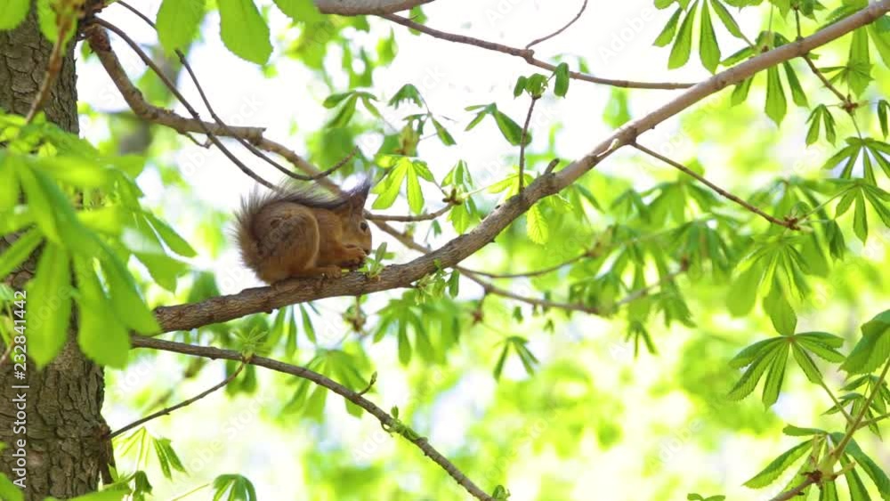 Beautiful fluffy cute squirrel eating nut sitting on branch of tree in wood or park outdoor. Real time full hd video footage. Beautiful fluffy cute squirrel eating nut sitting on branch of tree in wood or park outdoor. Real time full hd video footage.