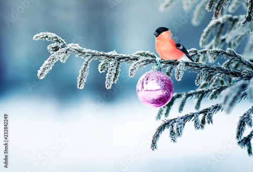  holiday card with a beautiful puffy red Bullfinch bird sitting on a branch of fir-tree decorated with snow and a glass ball in a New Year's park