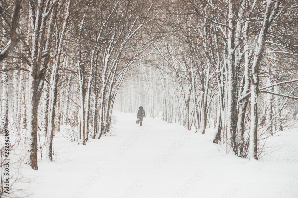 Snowy tunnel among tree branches in parkland close up. Snowy white background with alley in grove. Path among winter trees with hoarfrost during snowfall. Fall of snow. Atmospheric winter landscape. Snowy tunnel among tree branches in parkland close up. Snowy white background with alley in grove. Path among winter trees with hoarfrost during snowfall. Fall of snow. Atmospheric winter landscape.