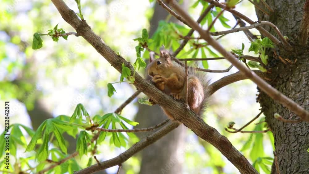 Beautiful fluffy cute squirrel eating nut sitting on branch of tree in wood or park outdoor. Real time full hd video footage. Beautiful fluffy cute squirrel eating nut sitting on branch of tree in wood or park outdoor. Real time full hd video footage.