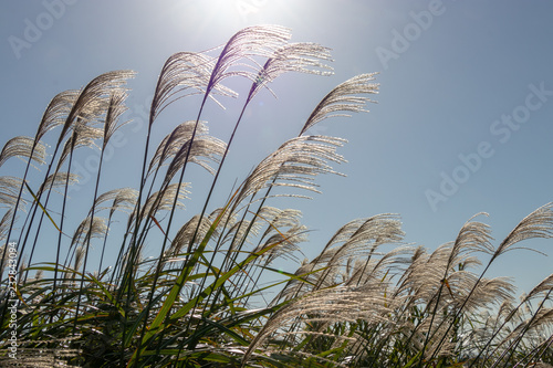 Japnaese pampas grass with autumn sky photo