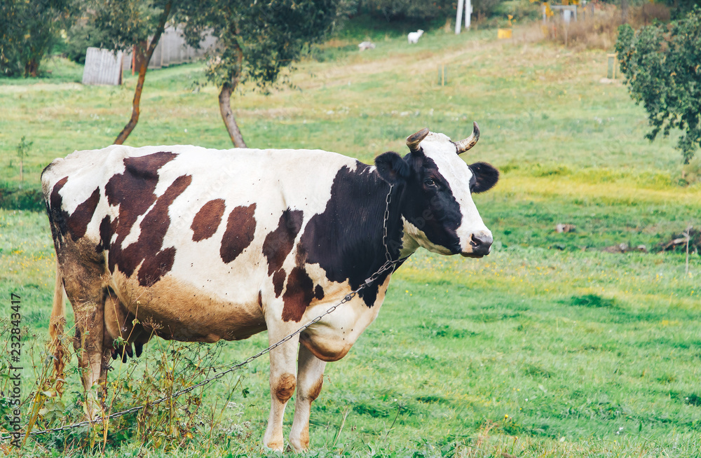 A cow with a chain around its neck is standing on the grass in the park. A cow with a chain around its neck is standing on the grass in the park.