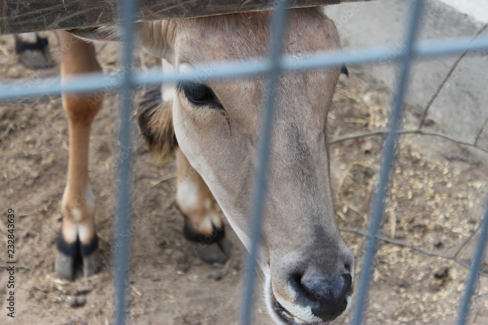 Fototapeta premium Animals in the park