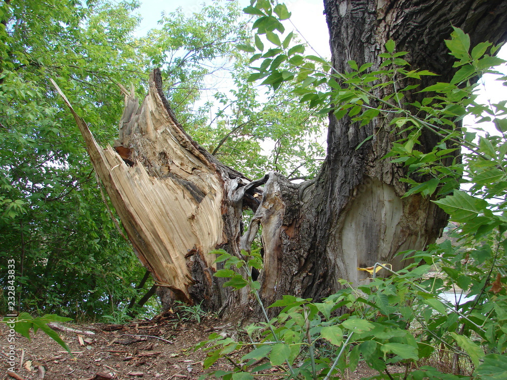 Obraz premium Old age