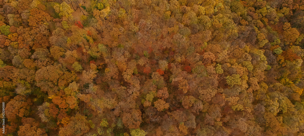Aerial view at the autumn forest