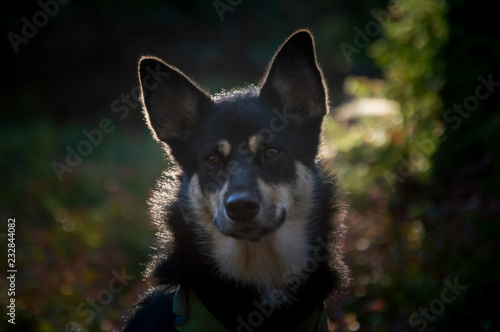 Cute pet dog playing outdoors in autumn colored leaves