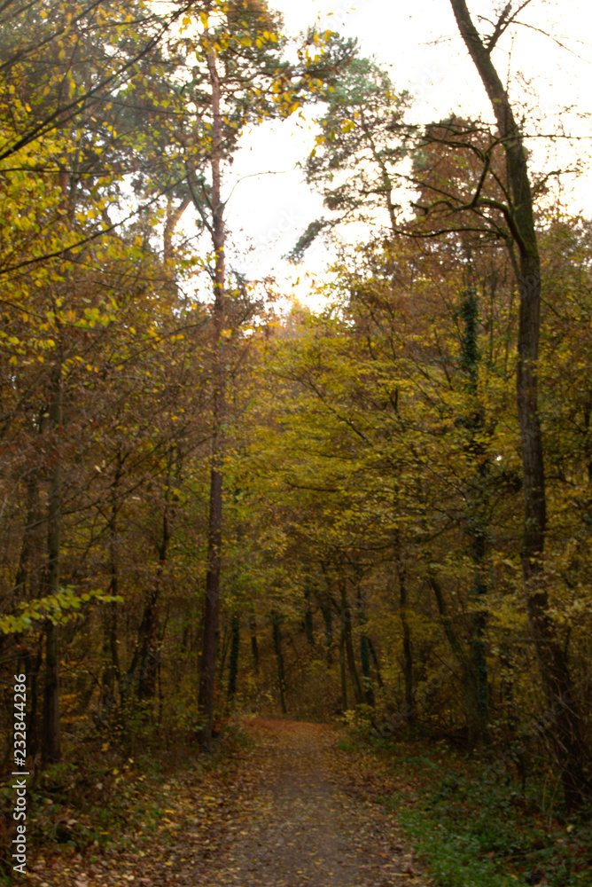 Obraz premium autumn in the forest