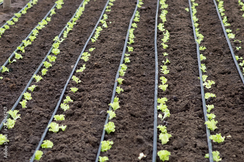  Planted sprouts of lollo bionda lettuce in a greenhouse