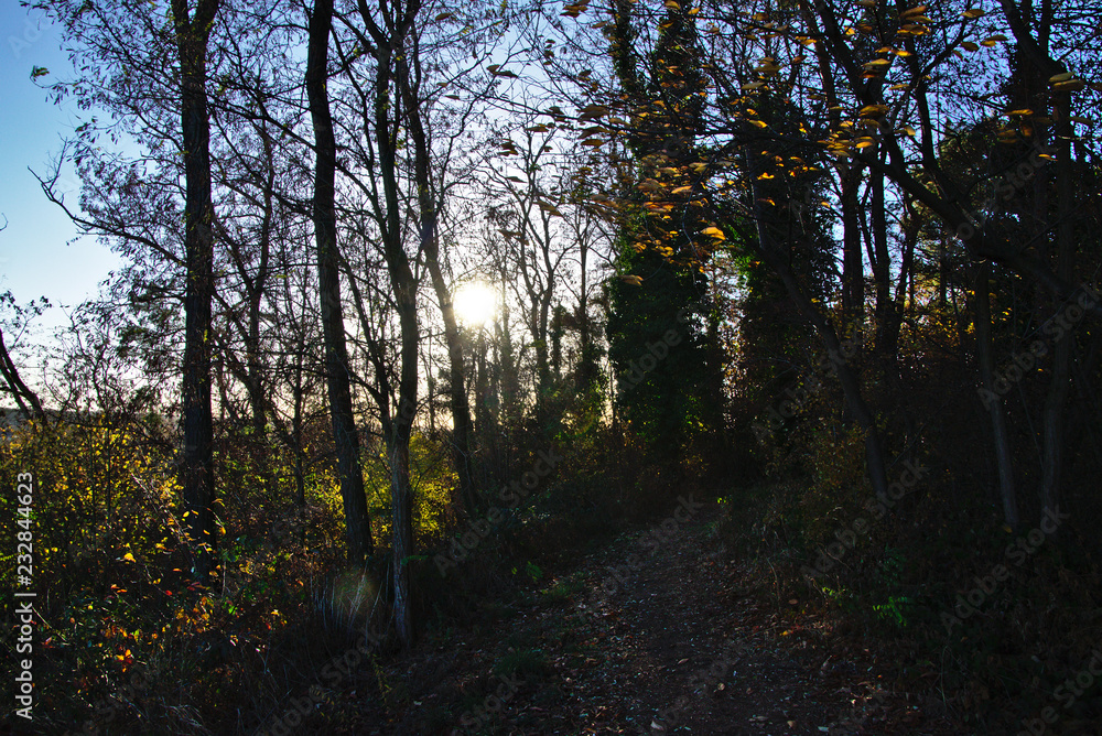 Fototapeta premium autumn in the forest
