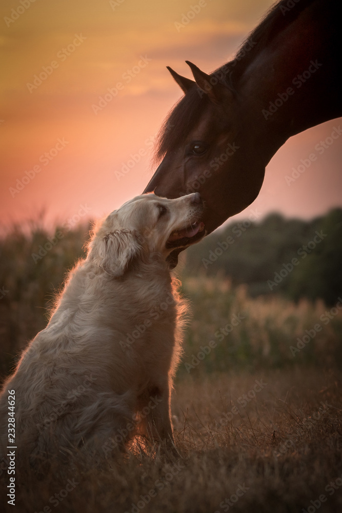 Tierliebe zwischen Hund und Pferd - obrazy, fototapety, plakaty 