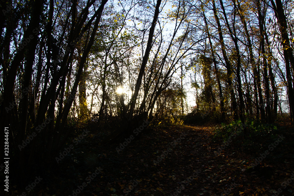 Obraz premium sunset in forest