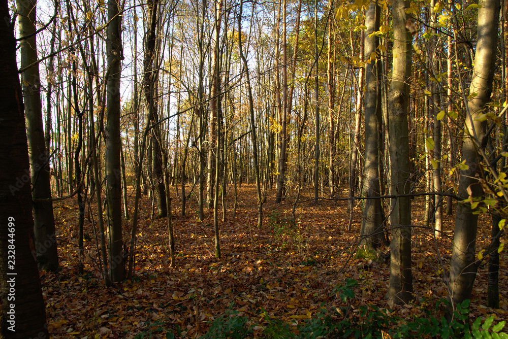 Fototapeta premium autumn in the forest