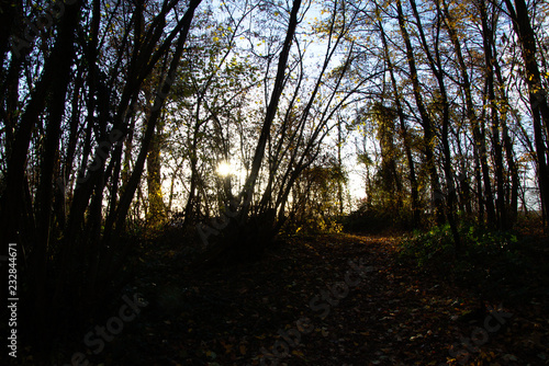 sunset in forest