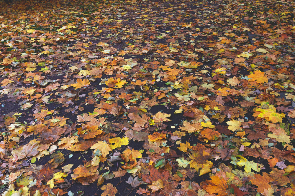 Autumn. Multicolored maple leaves lie on the grass. Red and orange autumn leaves background. Outdoor. Colorful backround image of fallen autumn leaves perfect for seasonal use. Space for text. Autumn. Multicolored maple leaves lie on the grass. Red and orange autumn leaves background. Outdoor. Colorful backround image of fallen autumn leaves perfect for seasonal use. Space for text.