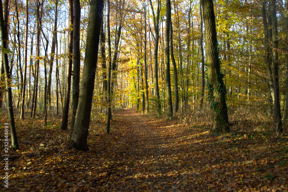 autumn in the forest autumn in the forest