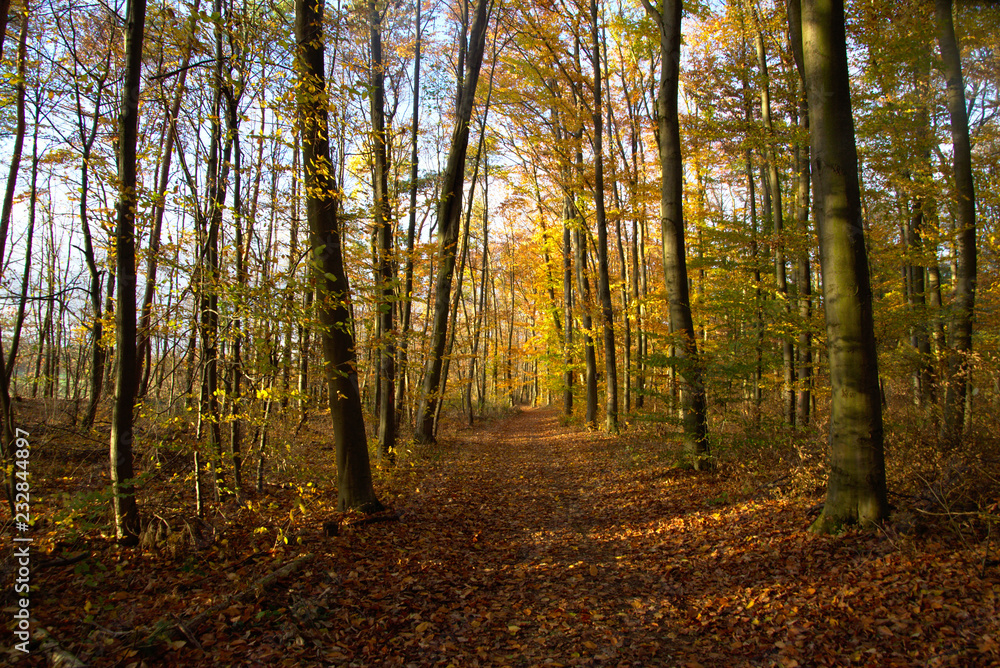 Fototapeta premium autumn in the forest