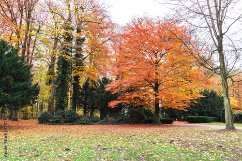 Beautiful romantic alley in a park  autumn natural background. Bench in autumn park. Autumn landscape. Autumn trees.