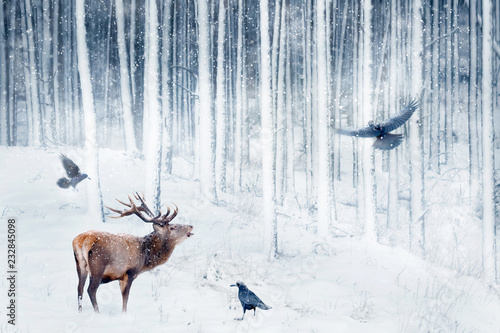 Red deer and crows in the winter snowy forest. Artistic winter image. Winter wonderland. © delbars