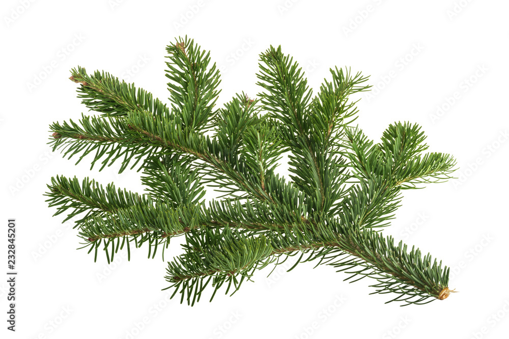 Fir tree isolated on white background Fir tree isolated on white background