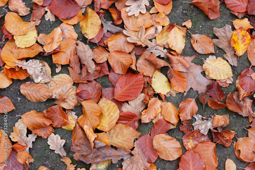 Autumn. Multicolored maple leaves lie on the grass. Red and orange autumn leaves background. Outdoor. Colorful backround image of fallen autumn leaves perfect for seasonal use. Space for text.