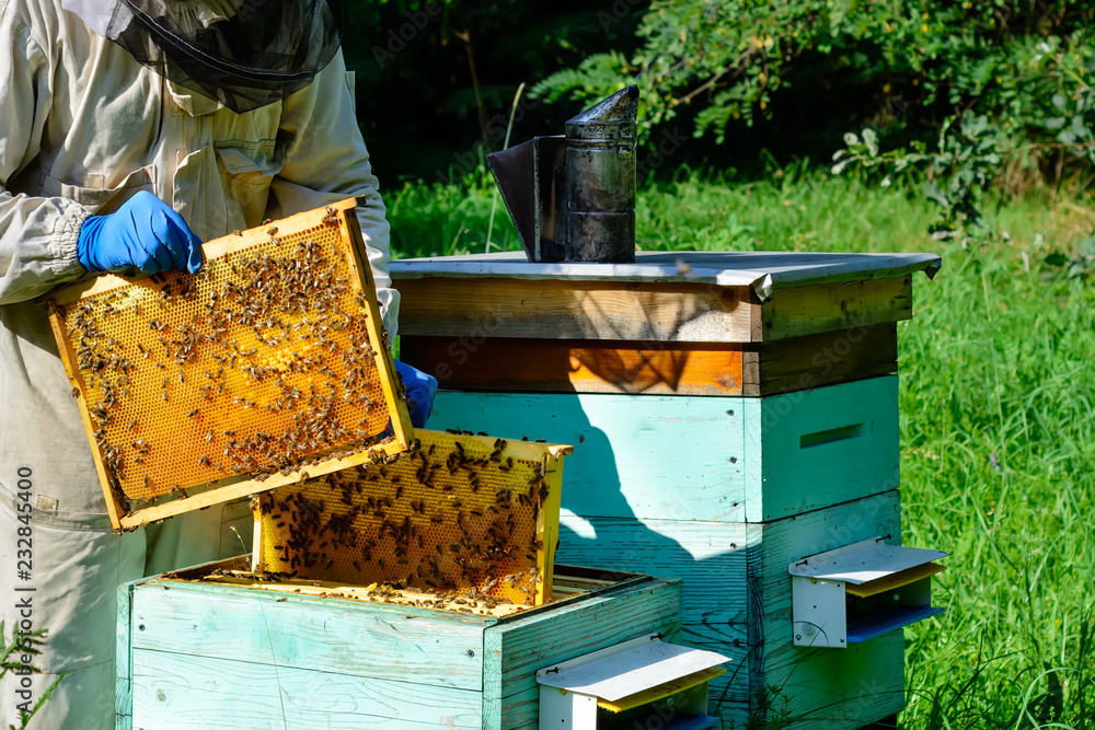 Beekeeper on apiary. Beekeeper is working with bees and beehives on the apiary. Apiculture concept Beekeeper on apiary. Beekeeper is working with bees and beehives on the apiary. Apiculture concept