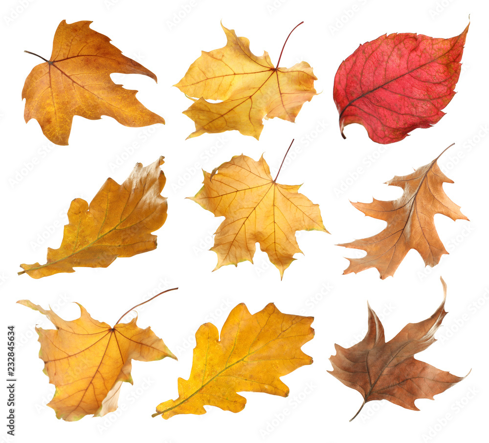 Set of autumn dried leaves on white background Set of autumn dried leaves on white background