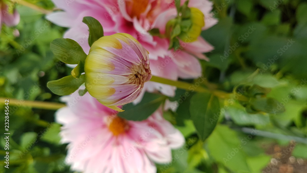 Unflowered Pink Flower Unflowered Pink Flower
